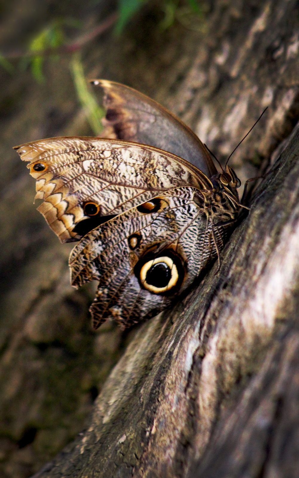 Close up photograph of an owl butterfly resting on tree bark